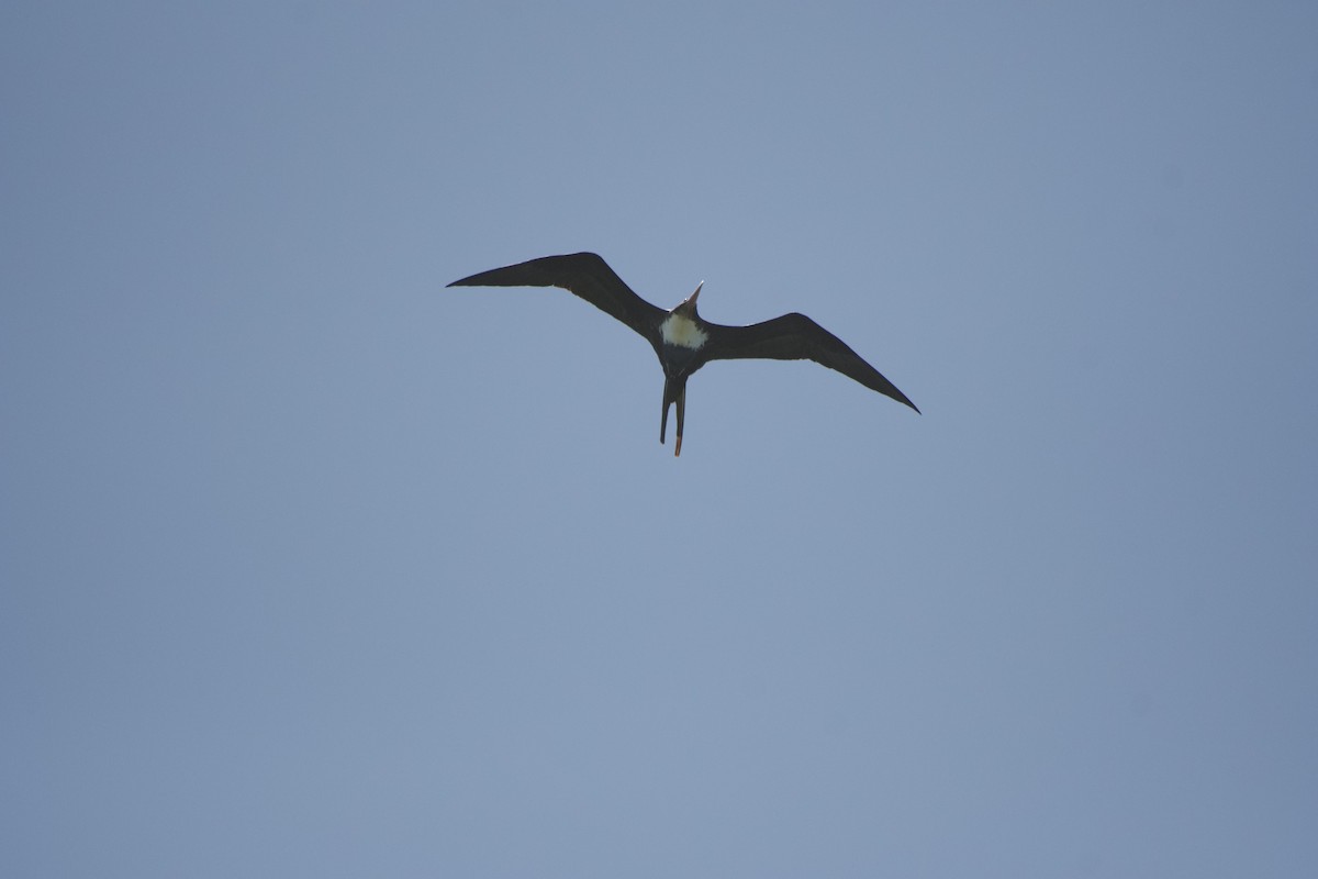 Great Frigatebird - ML619748561