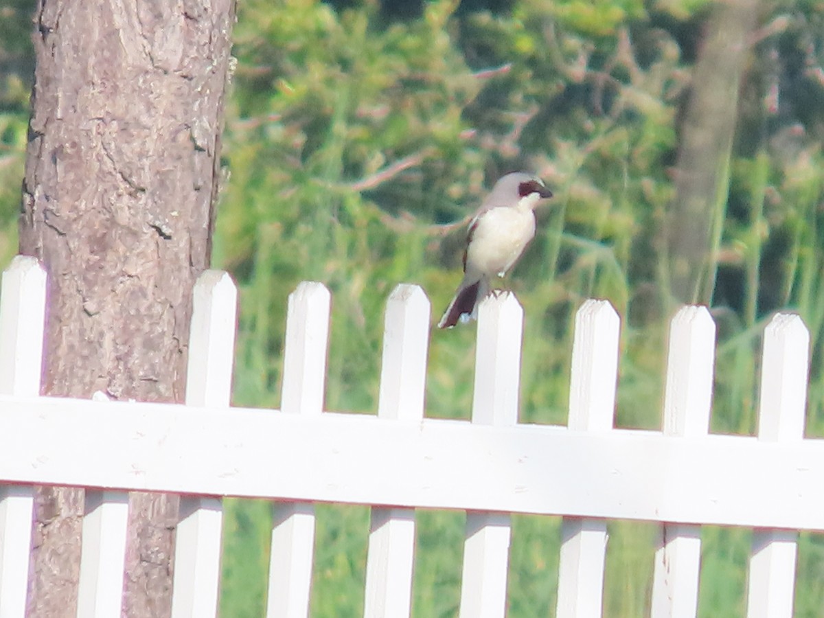 Loggerhead Shrike - ML619748642