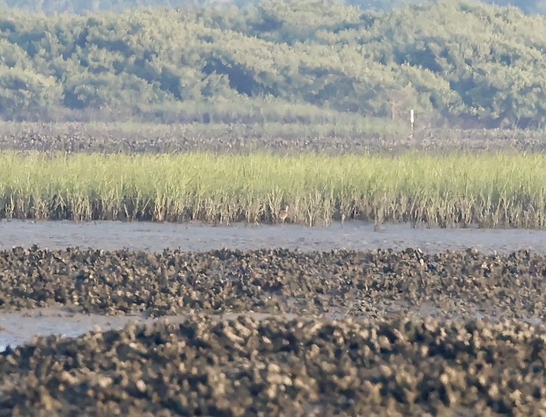 Marbled Godwit - ML619748644