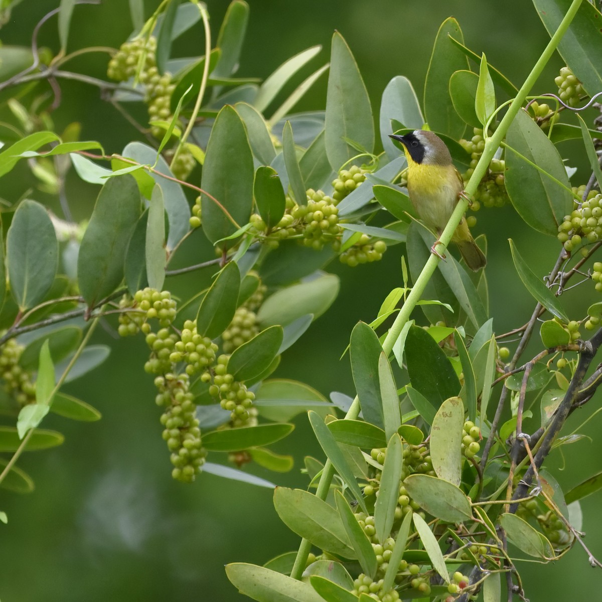 Common Yellowthroat - ML619748651