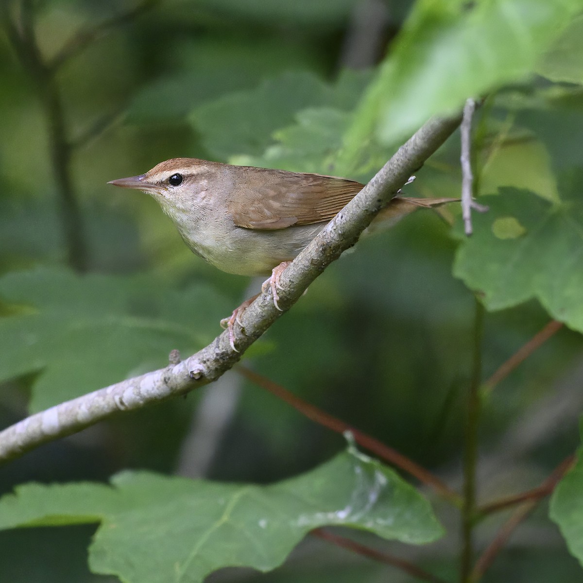 Swainsonwaldsänger - ML619748659