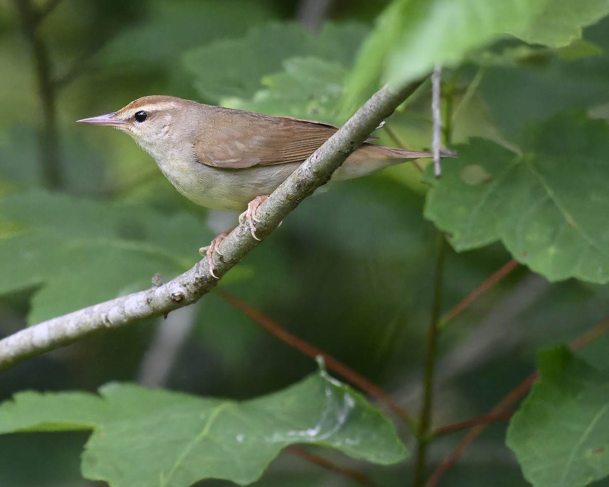 Swainsonwaldsänger - ML619748663