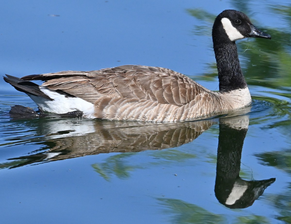 Canada Goose - ML619748666