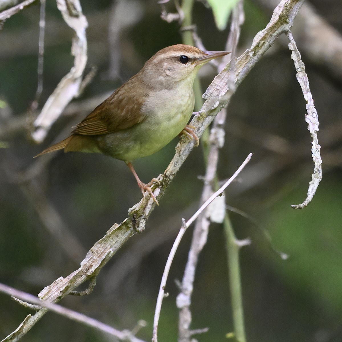 Swainsonwaldsänger - ML619748676