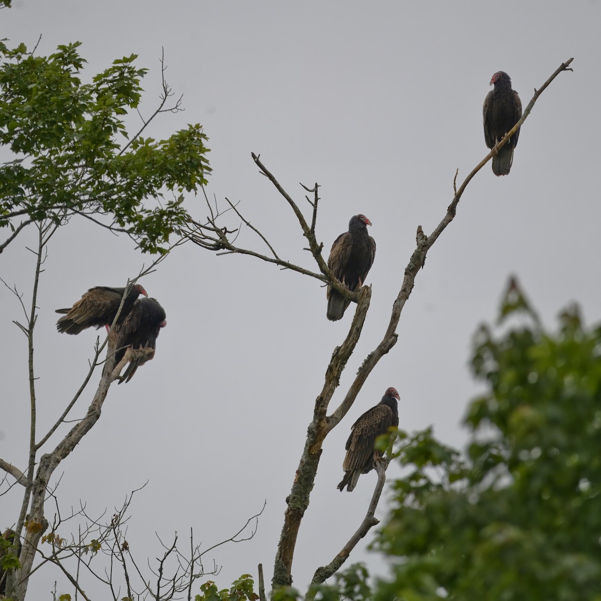 Turkey Vulture - ML619748683