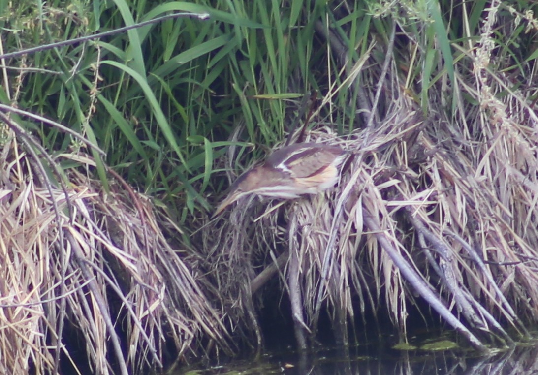 Least Bittern - ML619748687