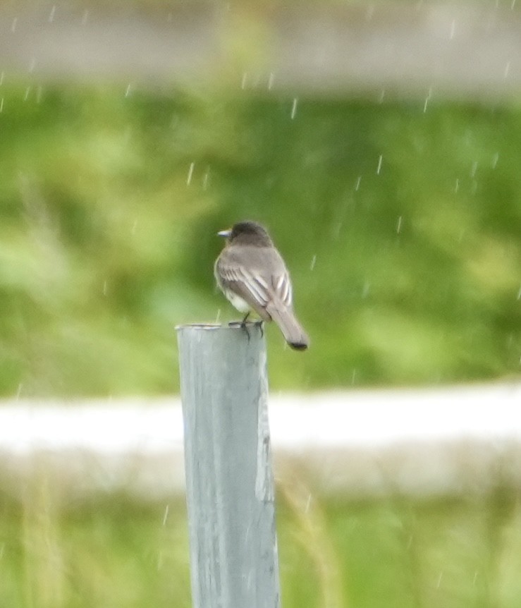 Black Phoebe - ML619748688