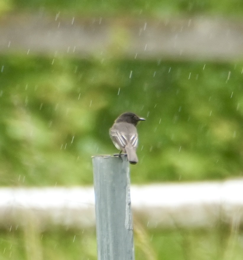 Black Phoebe - ML619748689