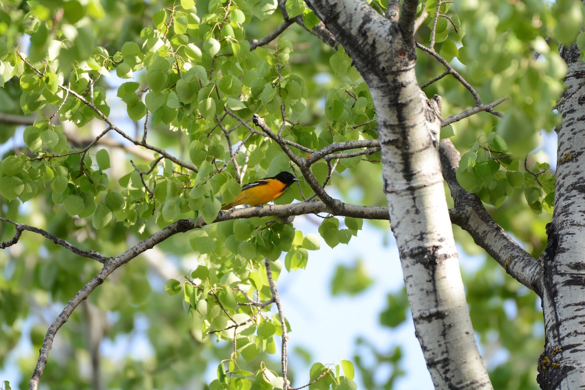 Baltimore Oriole - Dany Benoit