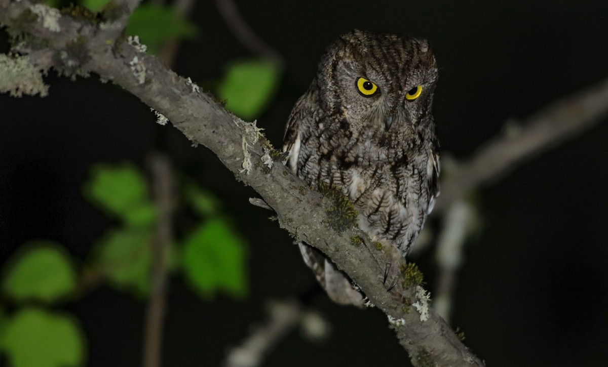 Western Screech-Owl - Andrew Thomas 🦅🪶