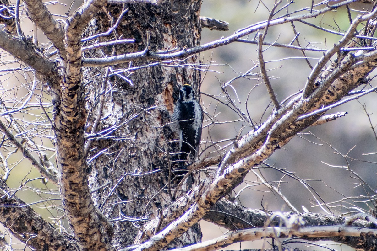 American Three-toed Woodpecker (Rocky Mts.) - ML619748720