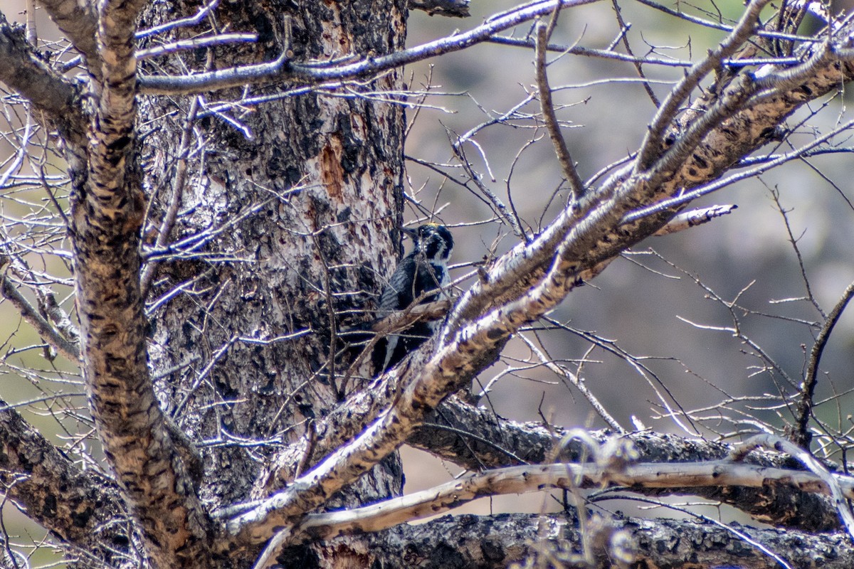 American Three-toed Woodpecker (Rocky Mts.) - ML619748721