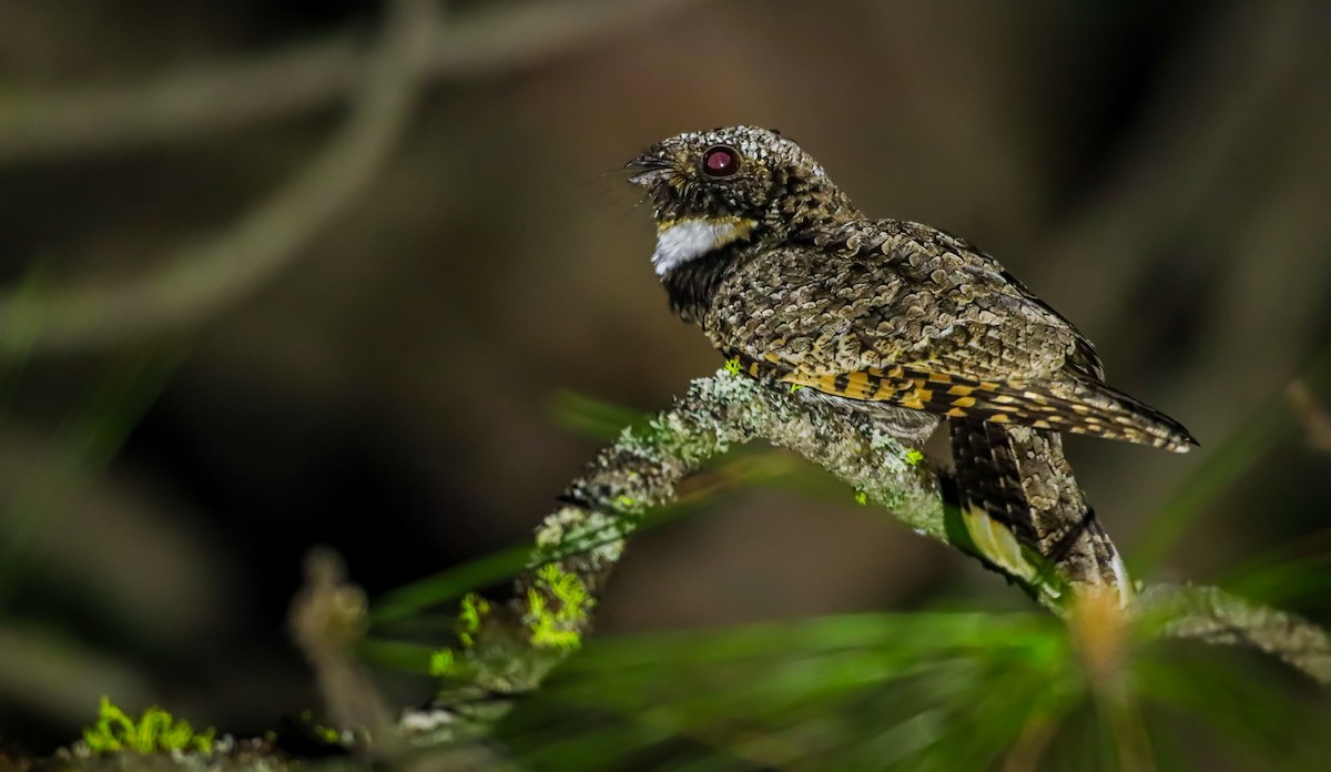 Common Poorwill - ML619748730