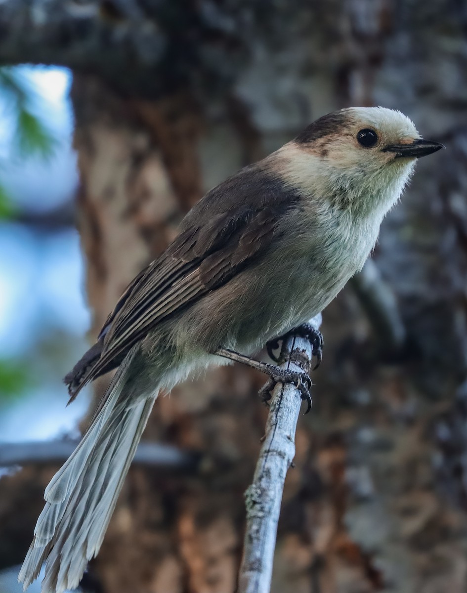 Arrendajo Canadiense (capitalis/bicolor) - ML619748768