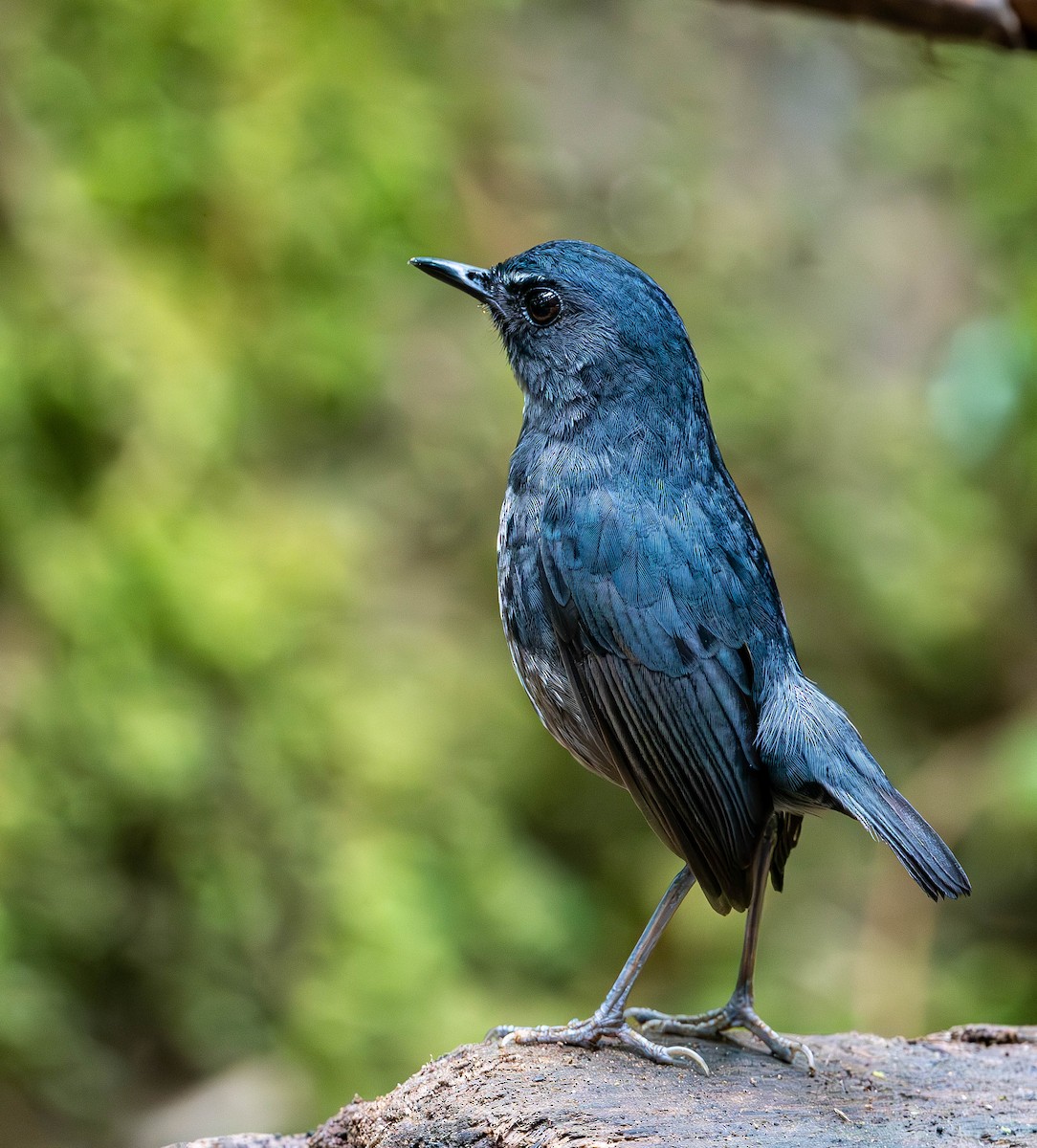 Lesser Shortwing - Guy Tremblay