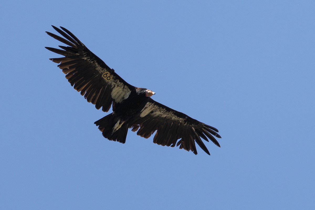 California Condor - ML619748793