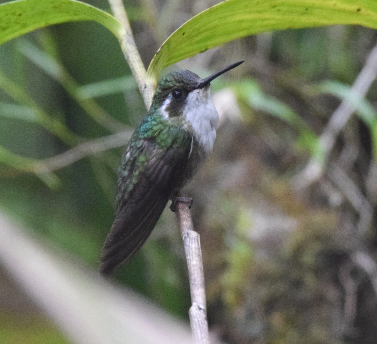 kolibřík salvadorský - ML619748828