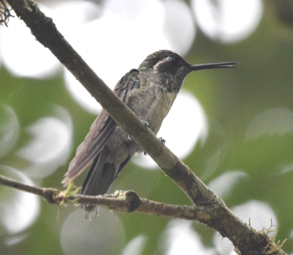 Colibrí Gorjiescamoso - ML619748829