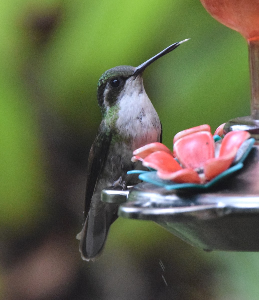 kolibřík salvadorský - ML619748830