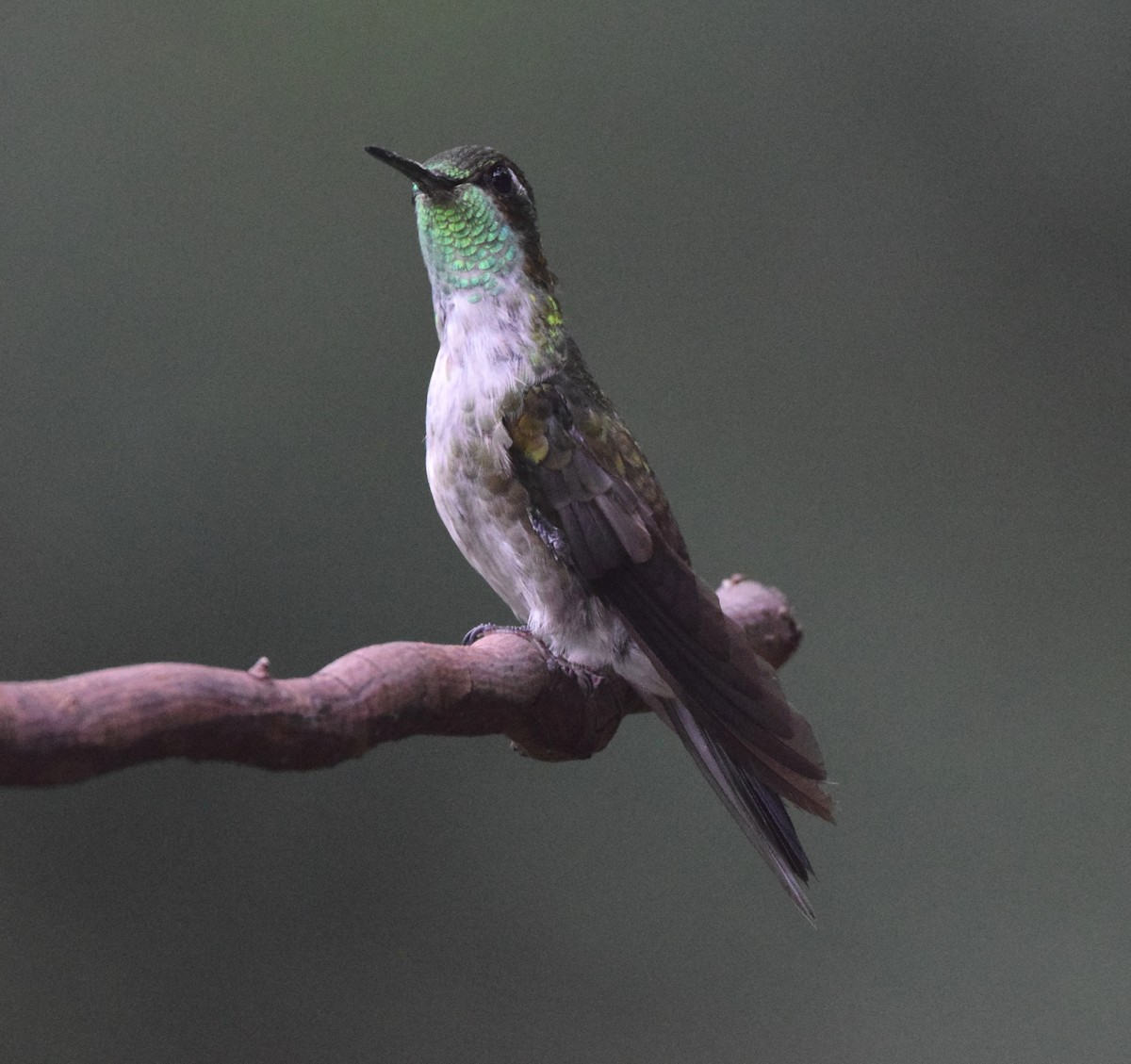 Green-throated Mountain-gem - ML619748833