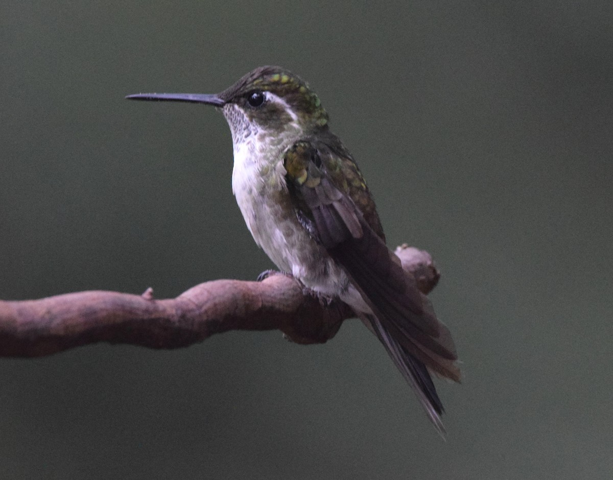 kolibřík salvadorský - ML619748834