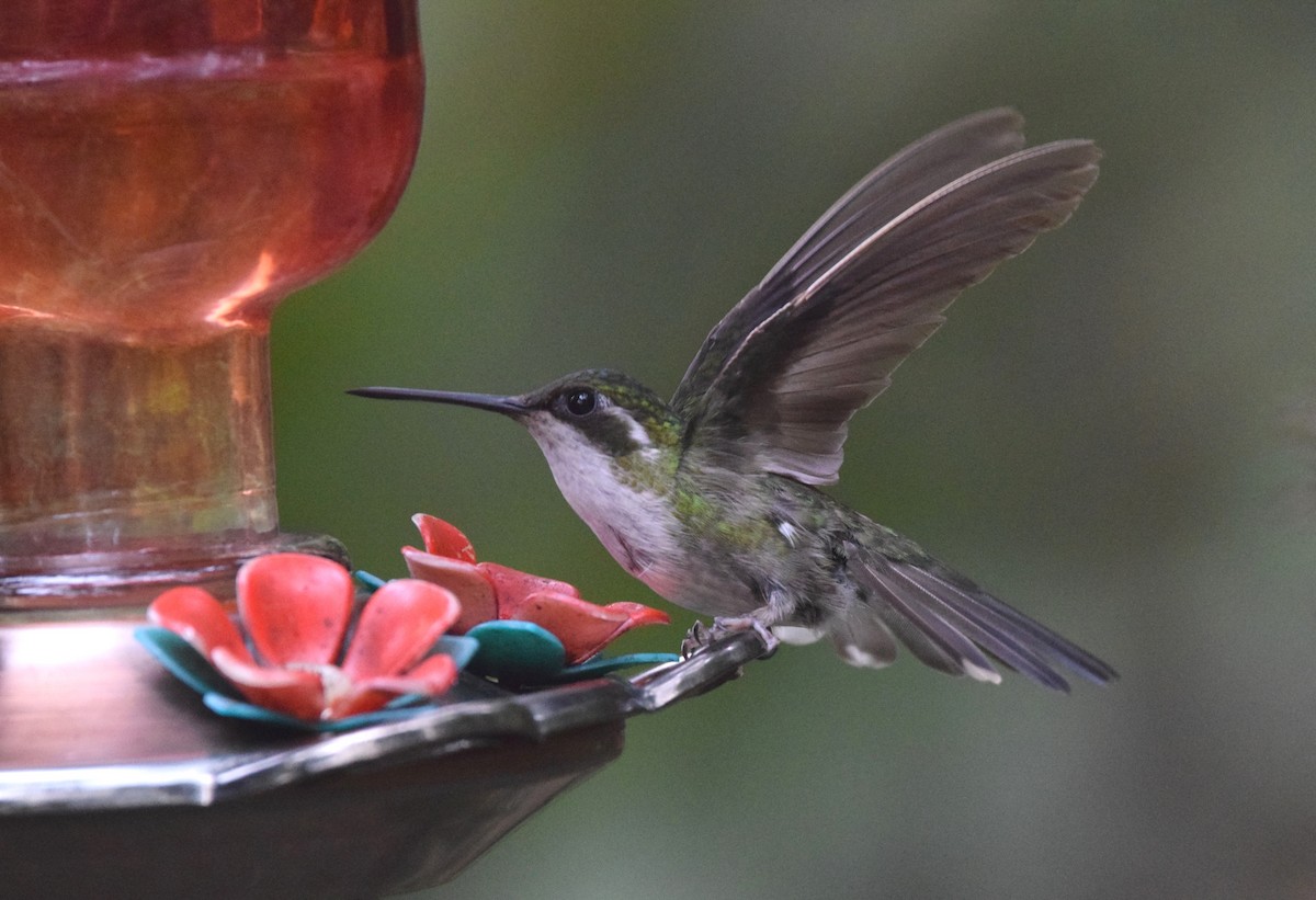 Colibri vert-d'eau - ML619748837