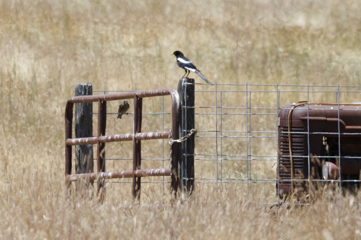 Yellow-billed Magpie - ML619748846