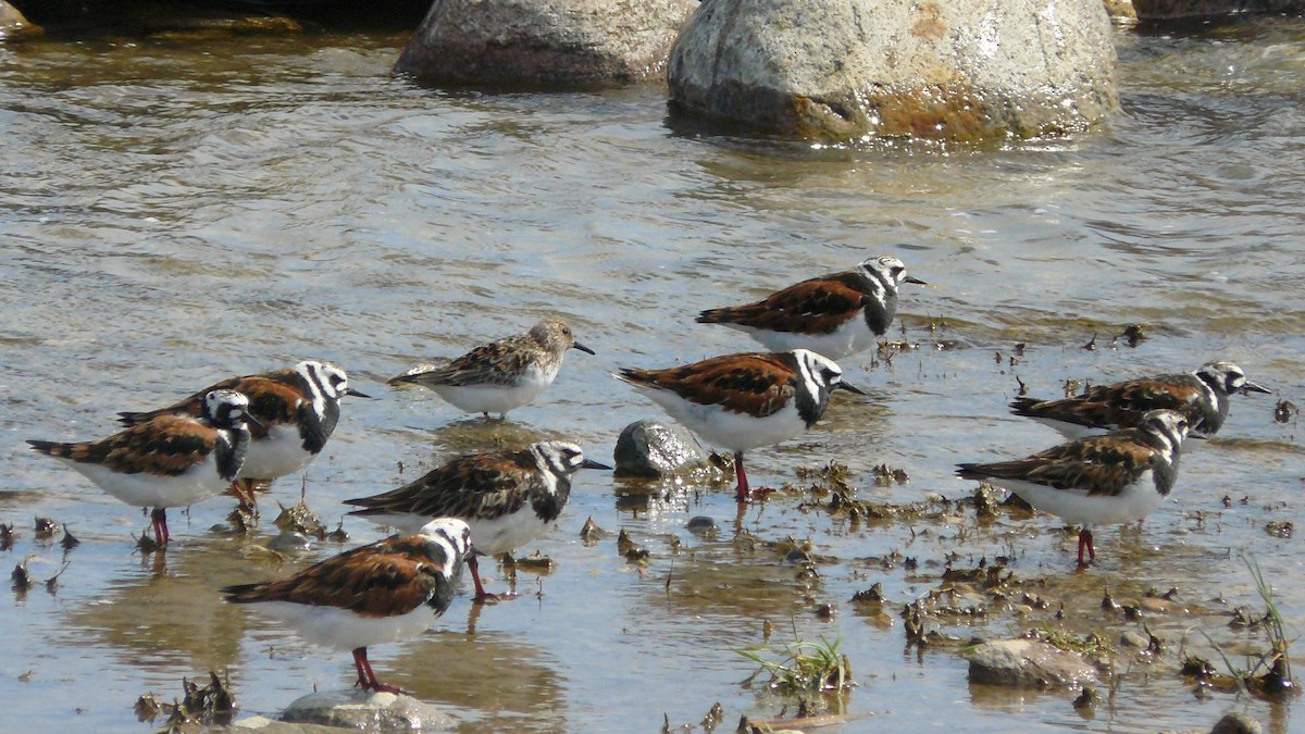 Ruddy Turnstone - ML619748862