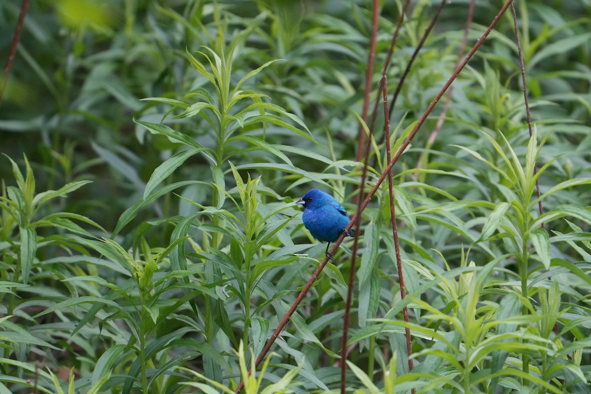 Indigo Bunting - Will Cihula