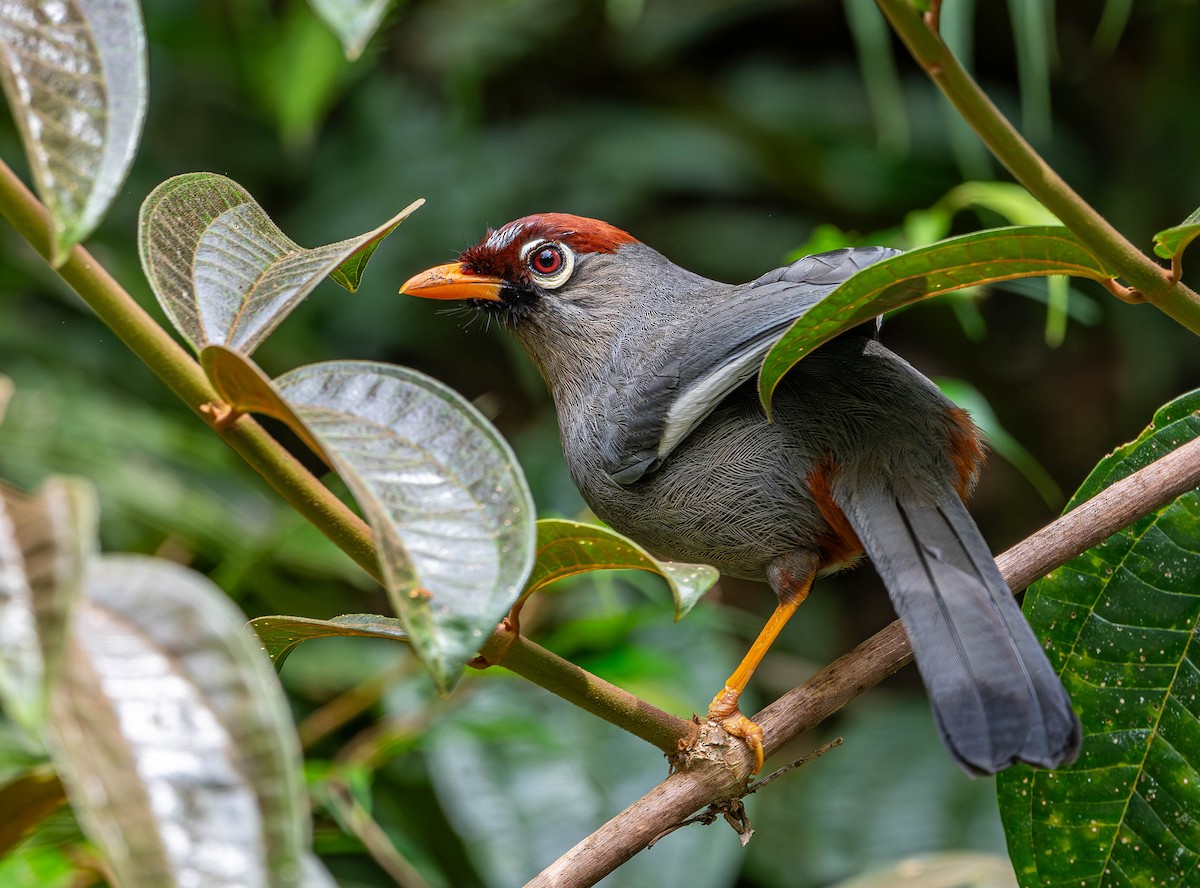 Chestnut-capped Laughingthrush - ML619748872