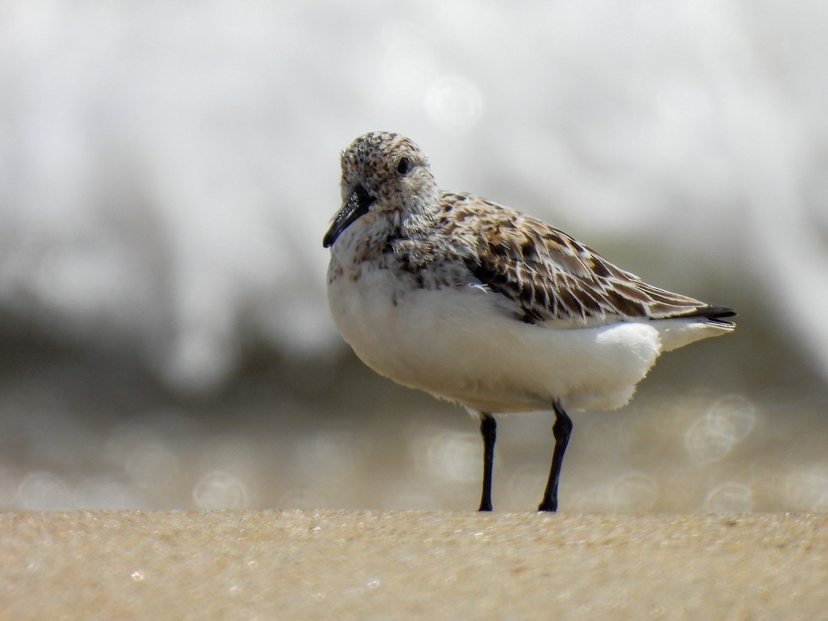 Bécasseau sanderling - ML619748880