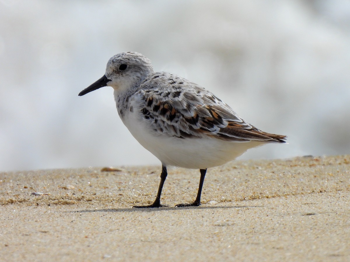 Bécasseau sanderling - ML619748881