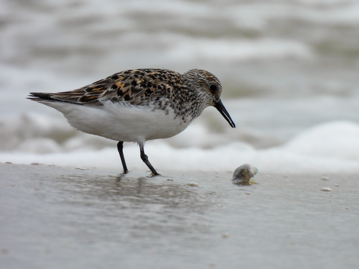 Bécasseau sanderling - ML619748891