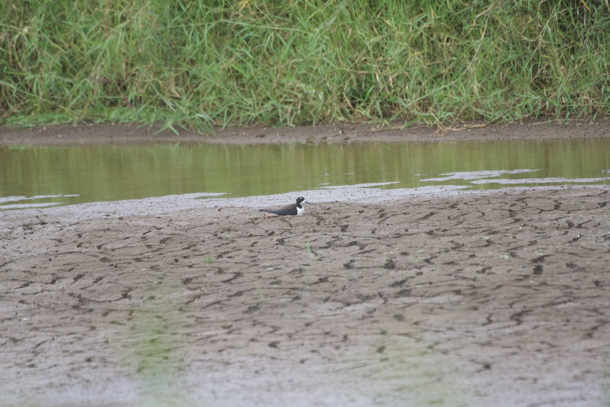 Black-necked Stilt - ML619748892