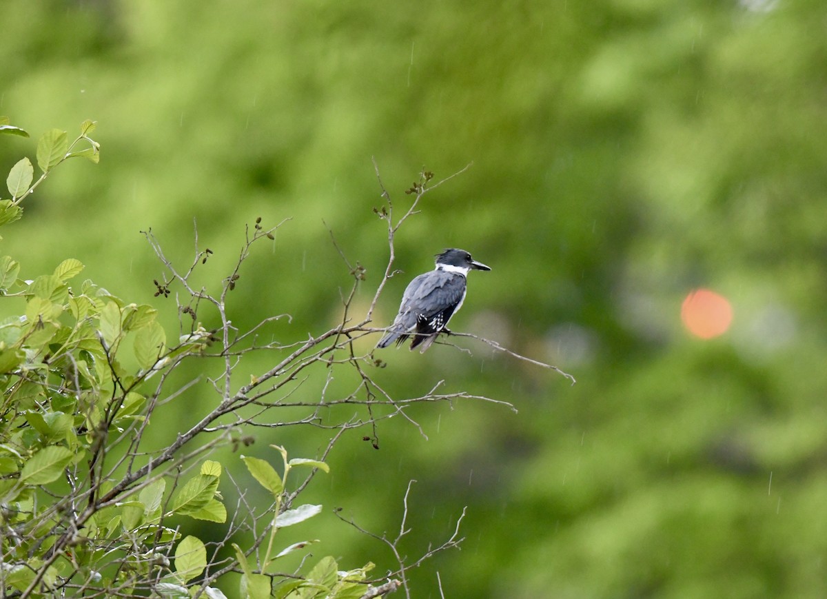 Belted Kingfisher - ML619748904