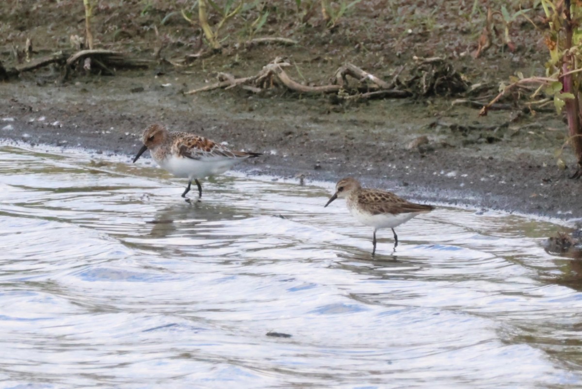 Bécasseau sanderling - ML619748928