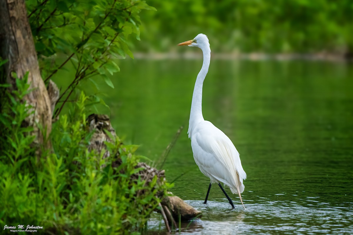 Great Egret - ML619748940