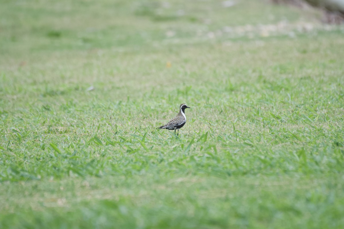 Pacific Golden-Plover - ML619748969