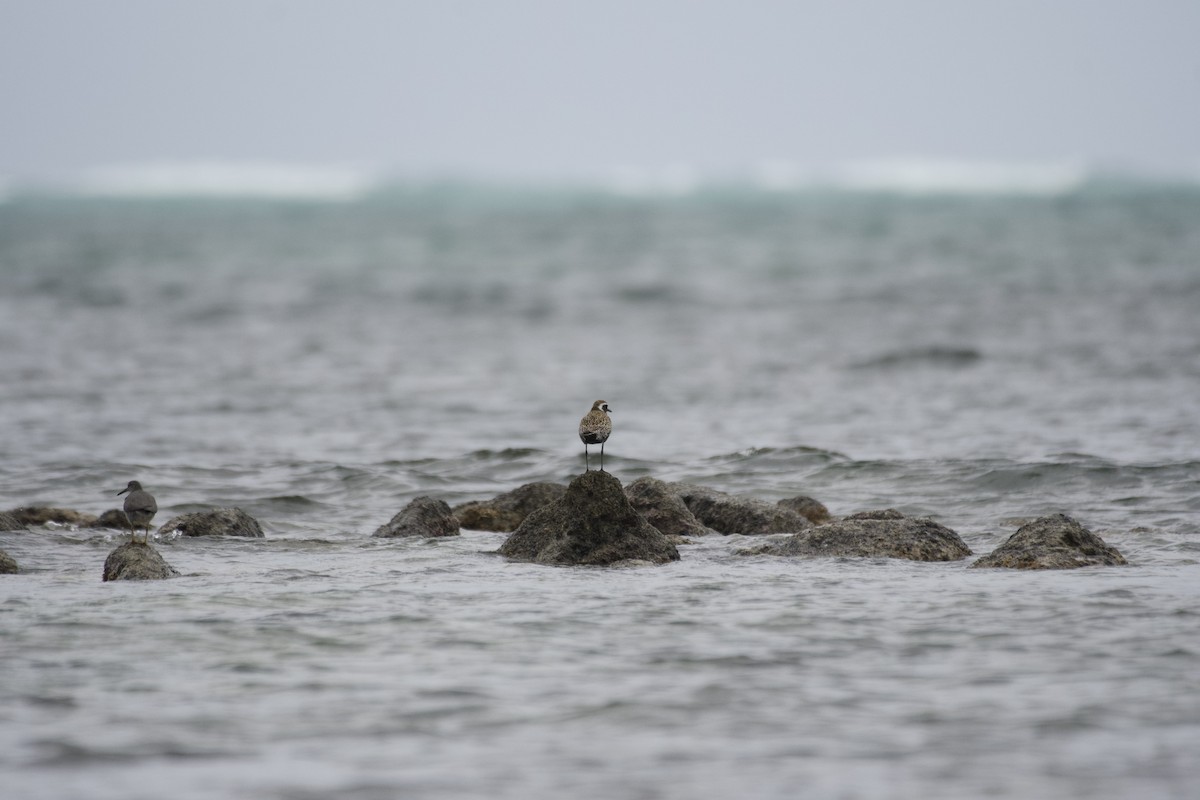 Pacific Golden-Plover - ML619748970