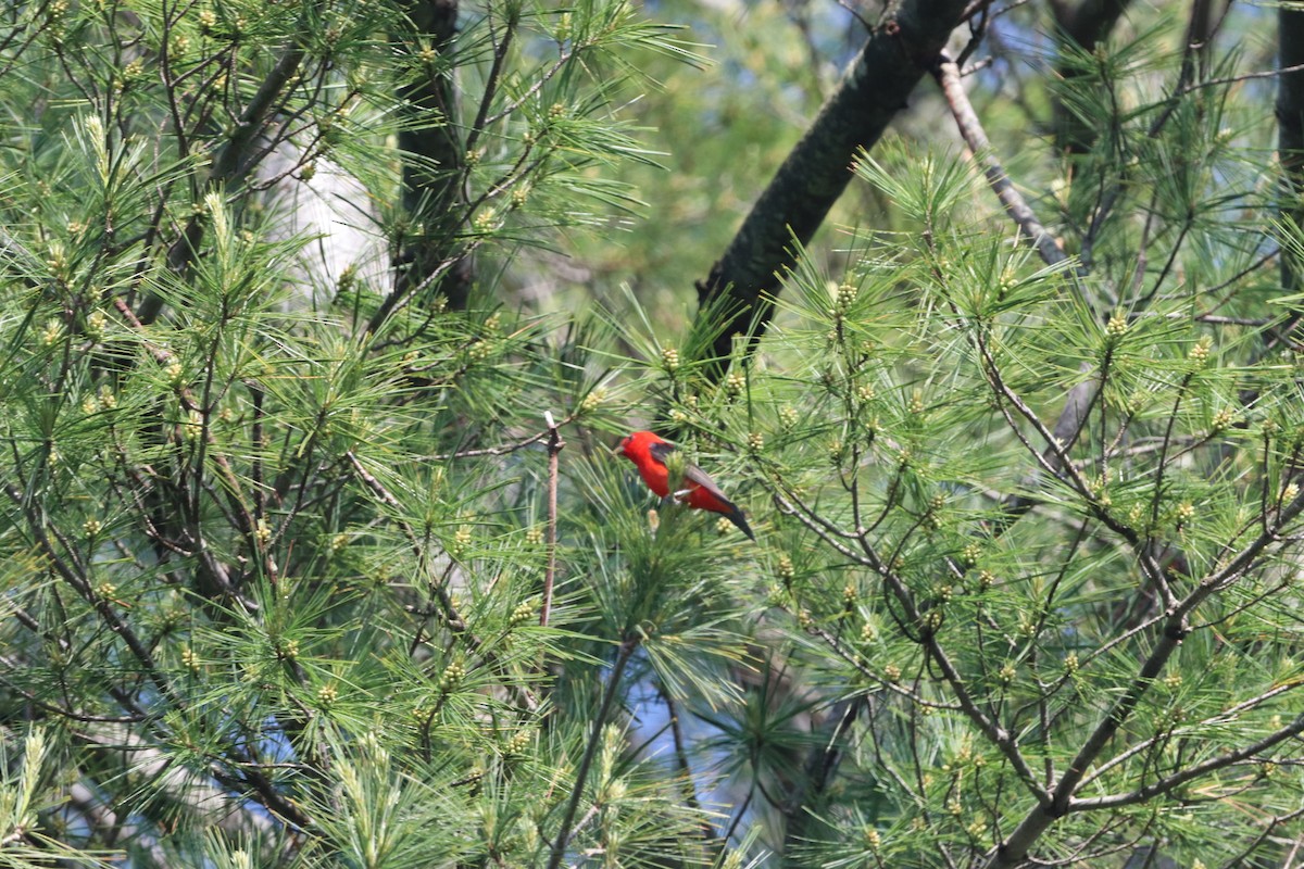 Scarlet Tanager - ML619748984