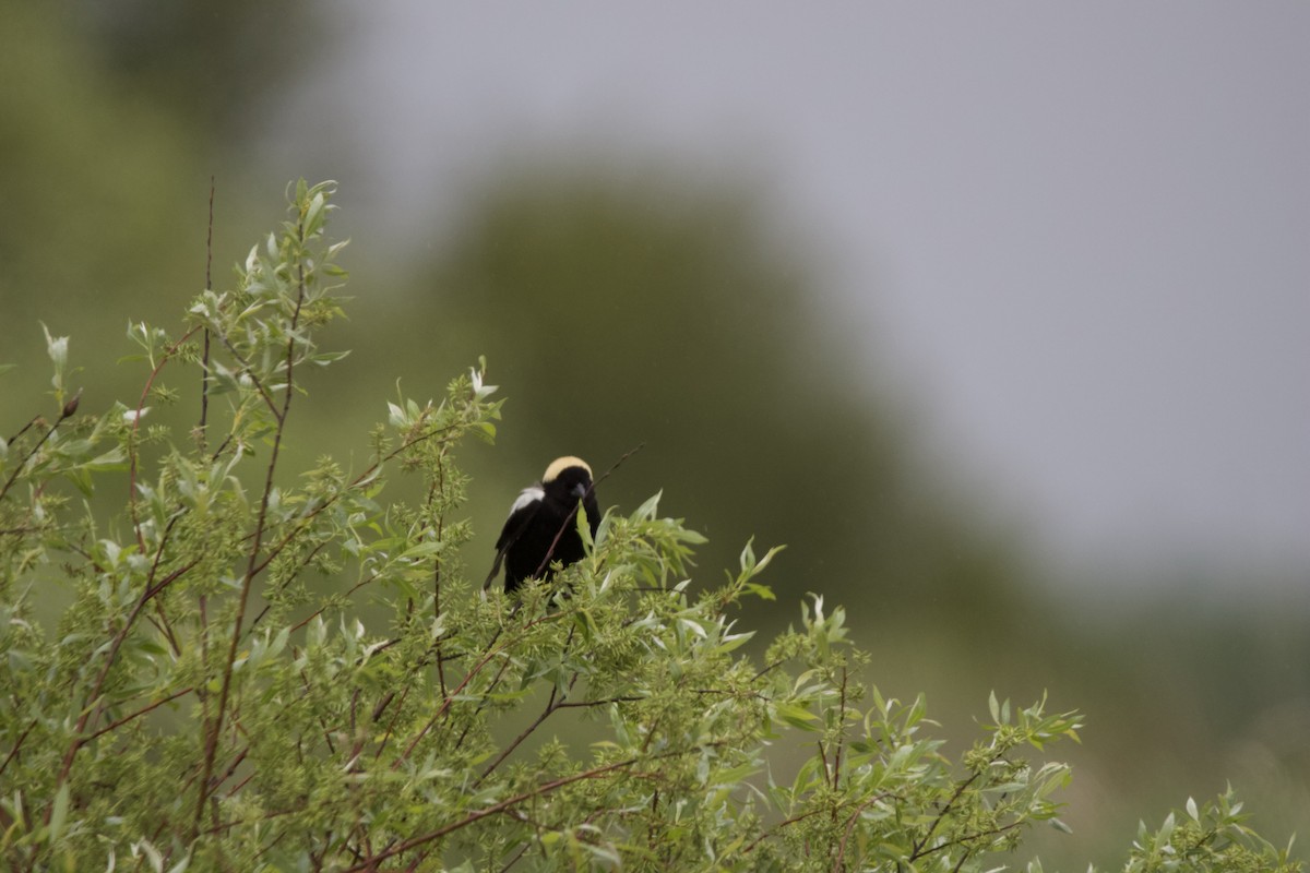 bobolink americký - ML619748986