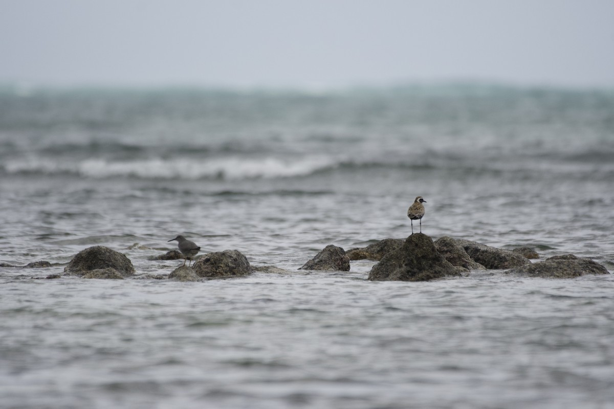 Wandering Tattler - ML619748987