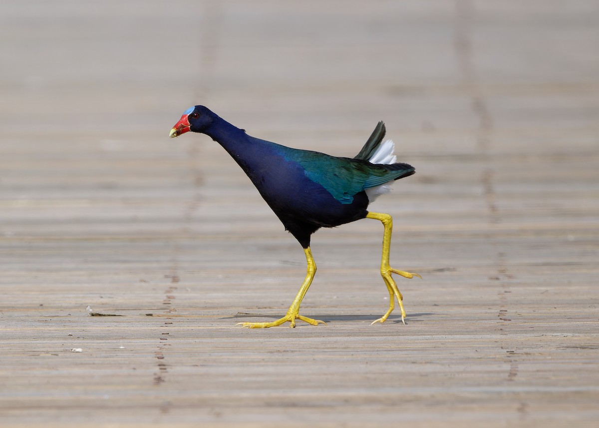 Purple Gallinule - ML619748996