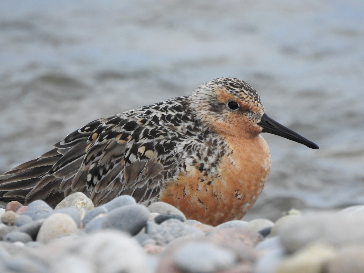 Red Knot - ML619749014