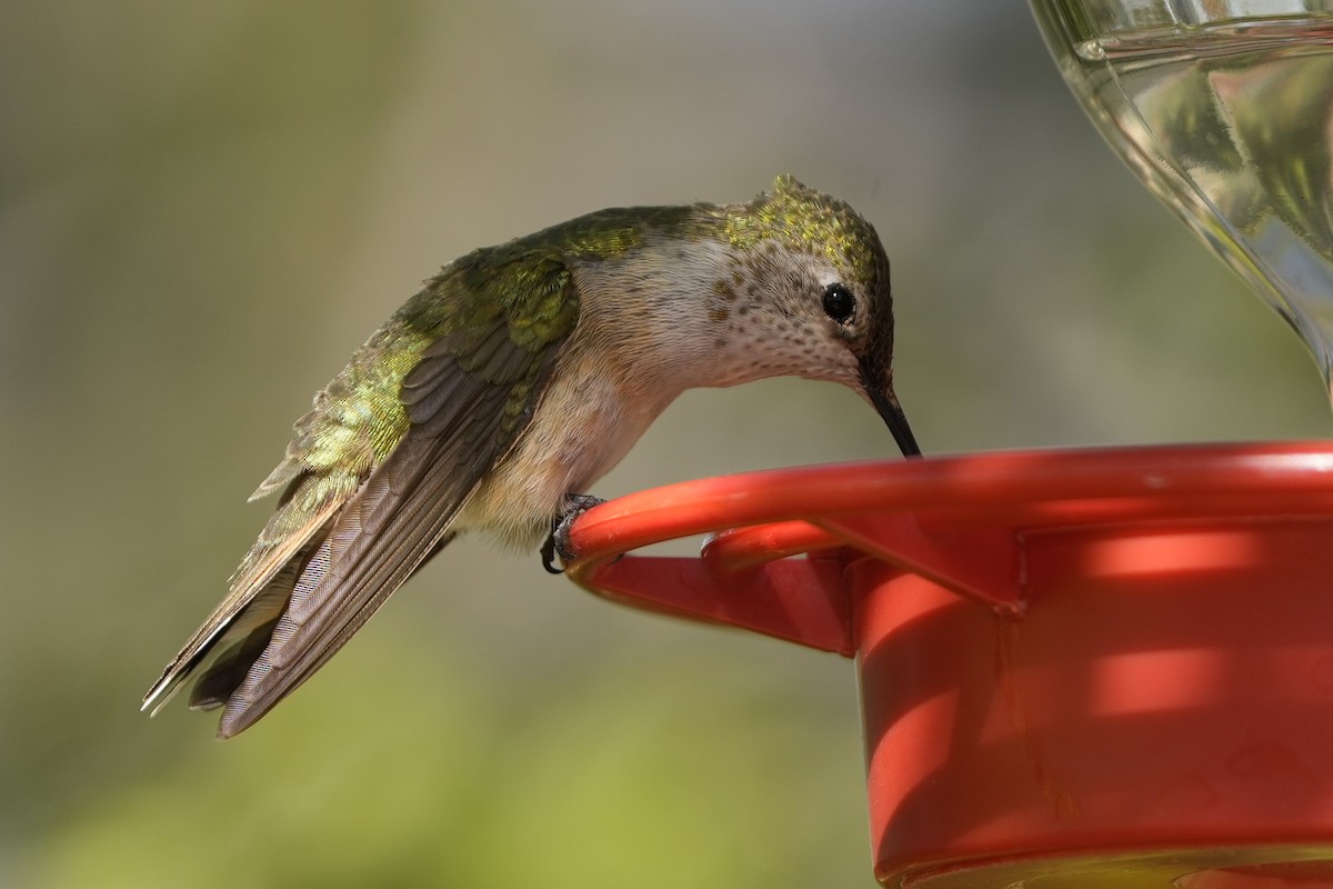 Broad-tailed Hummingbird - ML619749022