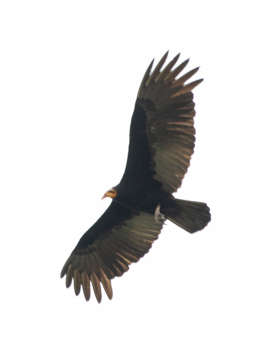 Greater Yellow-headed Vulture - ML619749024