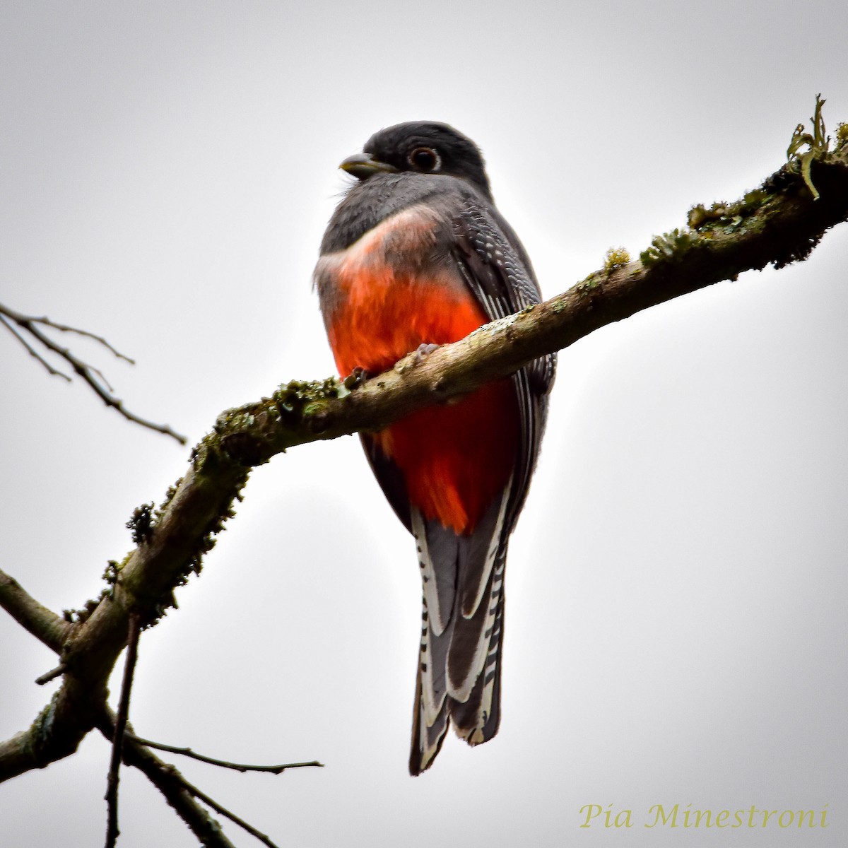 Blue-crowned Trogon - ML619749026