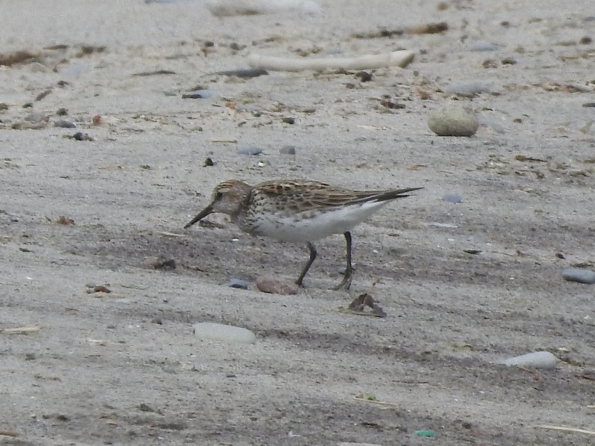 White-rumped Sandpiper - ML619749034