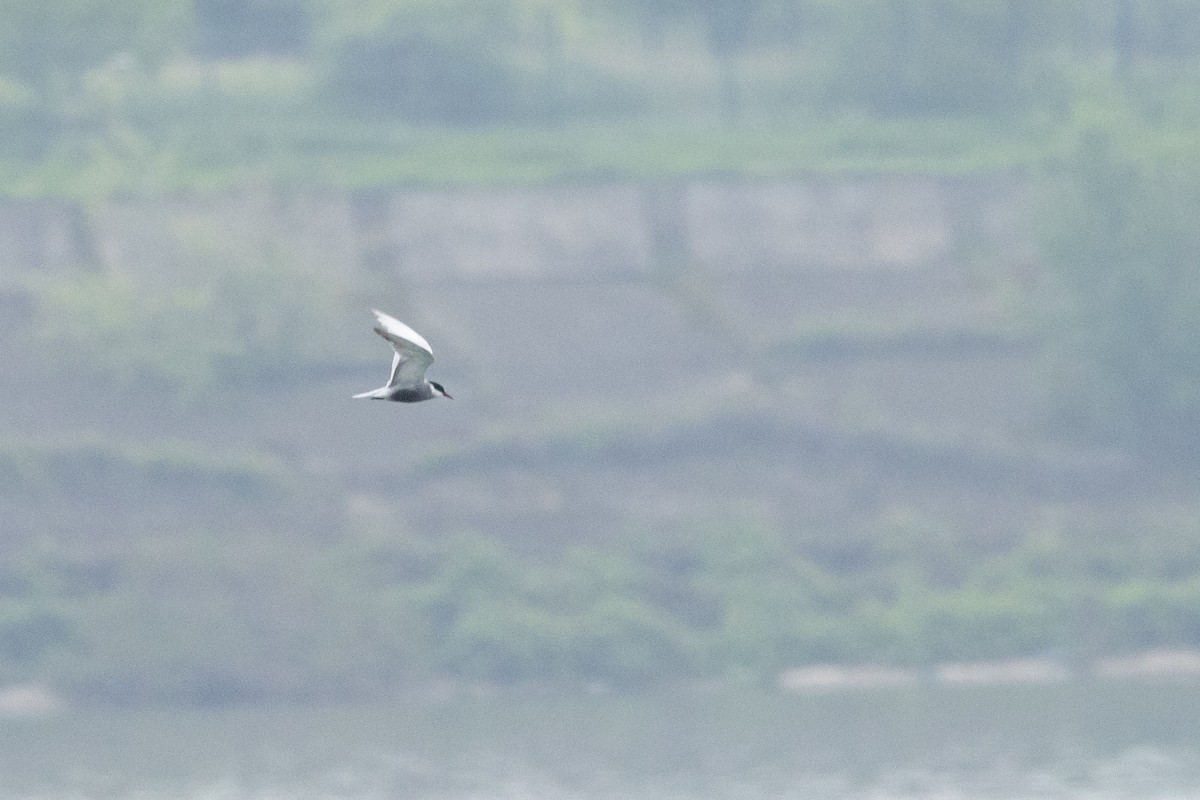 Whiskered Tern - ML619749039