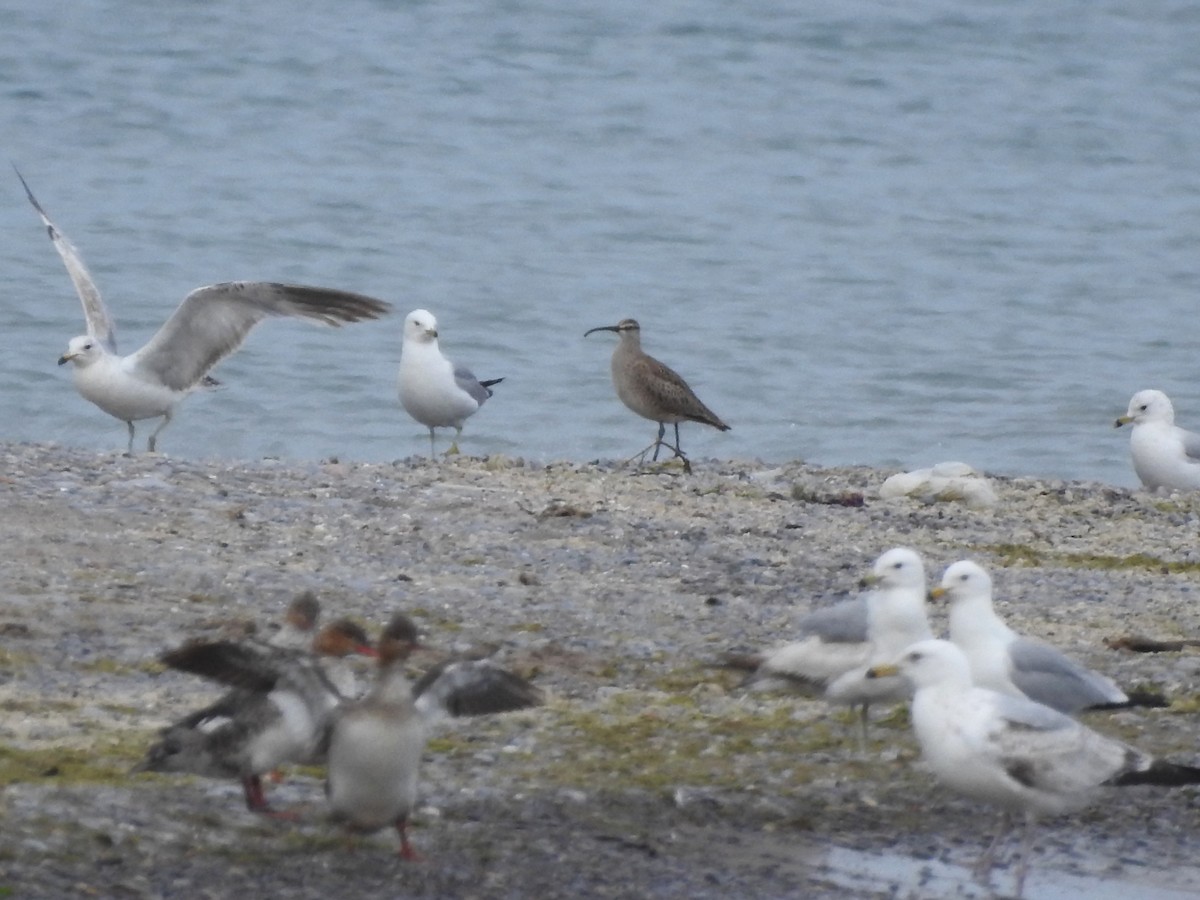 Whimbrel - ML619749063